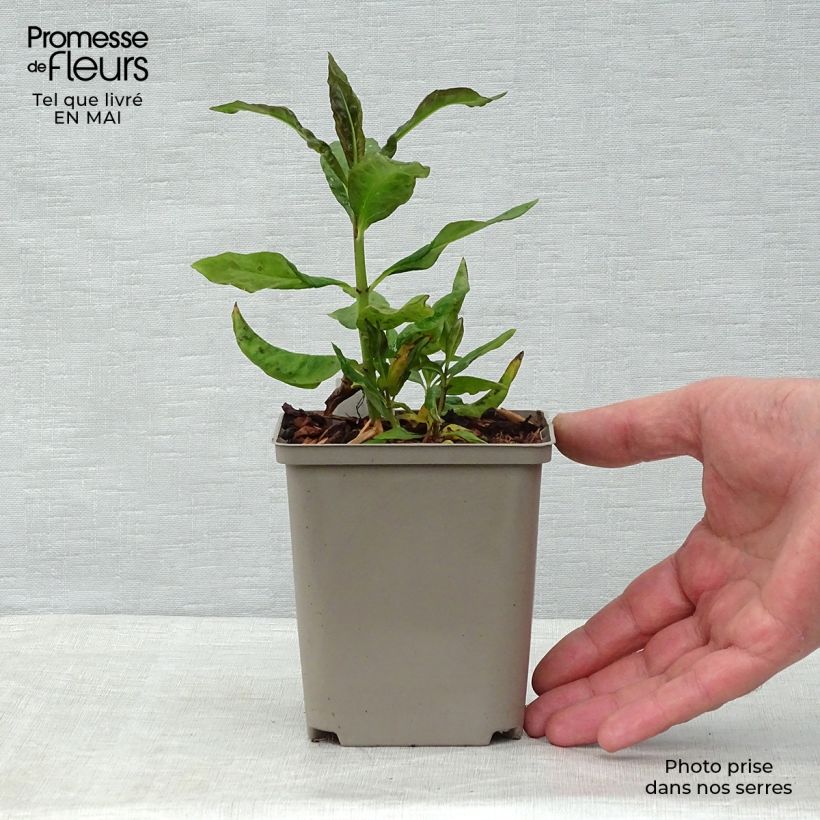 Example of Phlox paniculata Orange Perfection Godet de 7/8 cm as you get in printemps