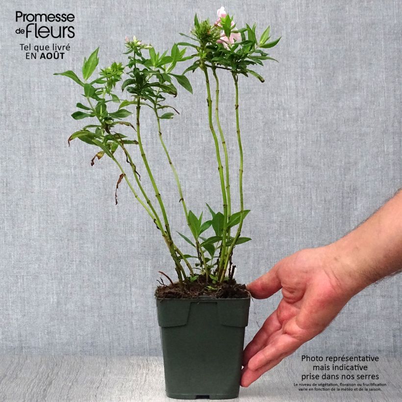 Spécimen de Phlox paniculata Peppermint Twist Godet de 8/9 cm tel que livré en été
