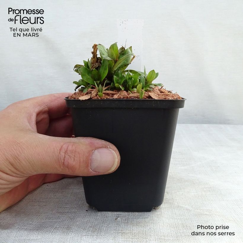 Spécimen de Phlox paniculata Purple Eye Flame Godet de 8/9 cm tel que livré au printemps