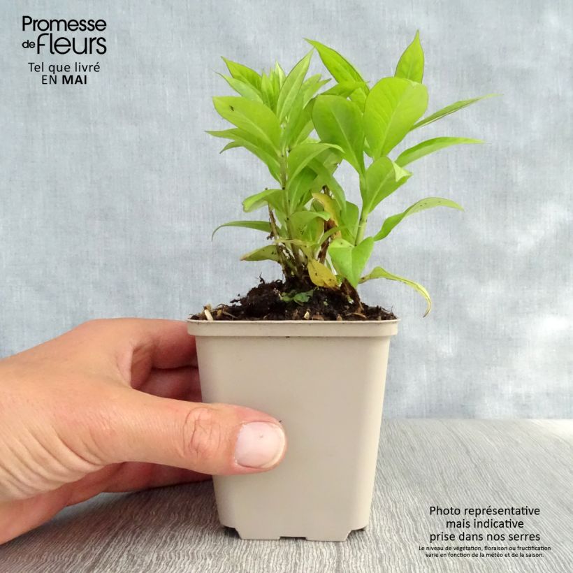 Spécimen de Phlox paniculata Purple Flame Godet de 8/9 cm tel que livré au printemps