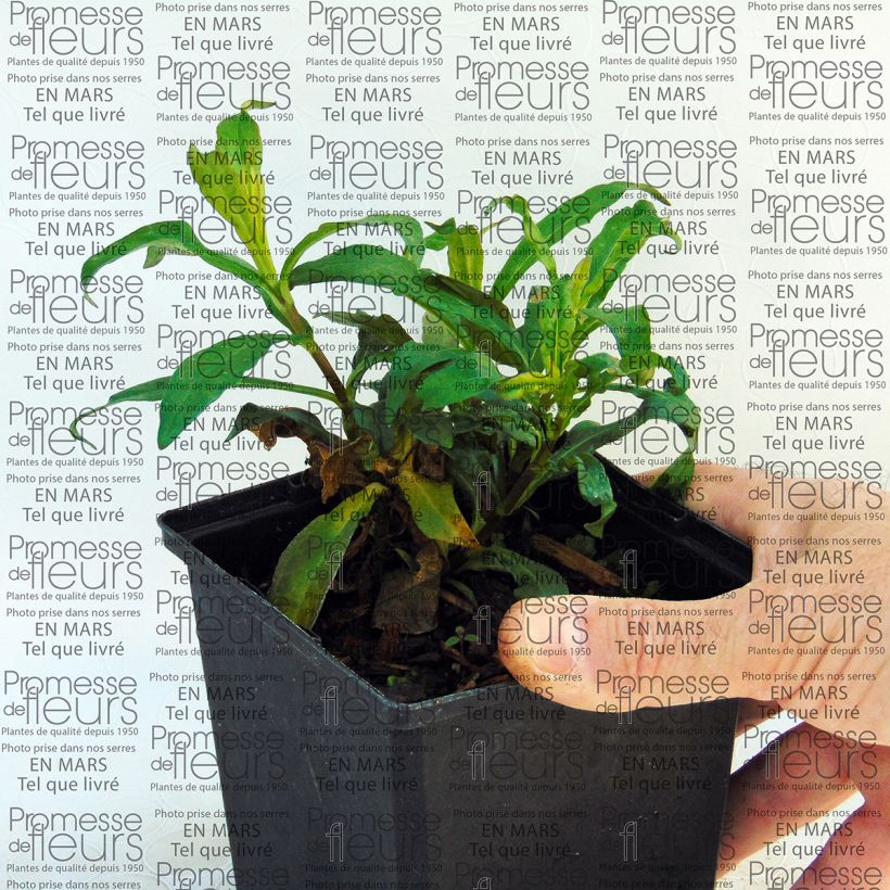 Exemple de spécimen de Phlox paniculata Sherbet Blend® - Phlox paniculé vert anis et rose violacé Pot de 10 cm/11cm tel que livré