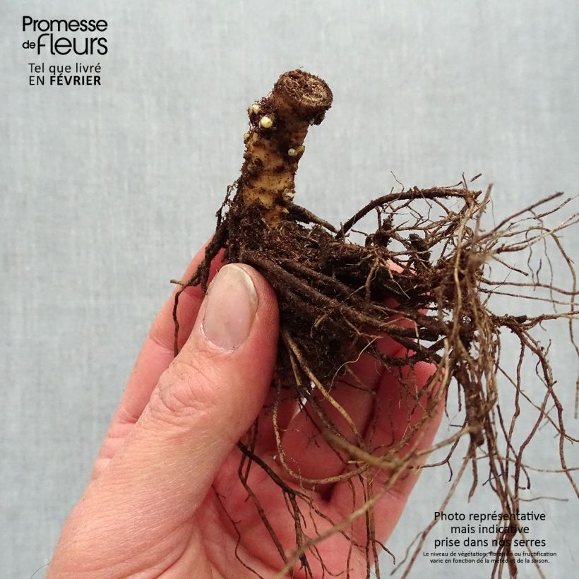 Spécimen de Phlox paniculata Sherbet Blend® - Phlox paniculé vert anis et rose violacé Racines nues, qualité premium tel que livré en hiver