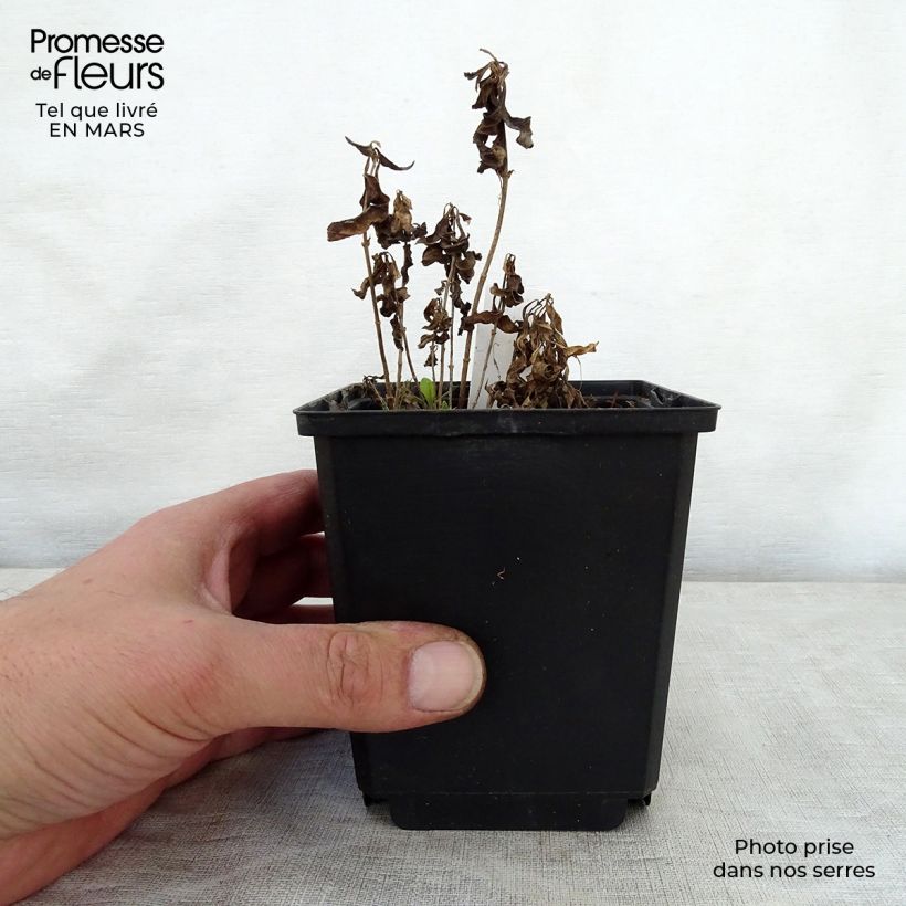 Spécimen de Phlox paniculata Sherbet Cocktail  Pot de 10 cm/11cm tel que livré au printemps