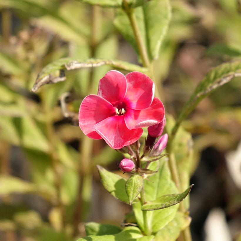 Phlox paniculata Stars and Stripes (Floraison)