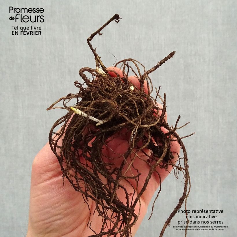 Spécimen de Phlox paniculata Stars and Stripes Racines nues, Qualité premium tel que livré en hiver