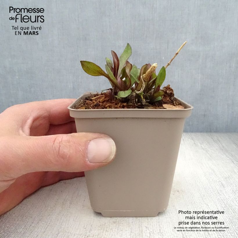 Spécimen de Phlox paniculata The King - Phlox paniculé violet bleuté soutenu Godet de 8/9 cm tel que livré au printemps