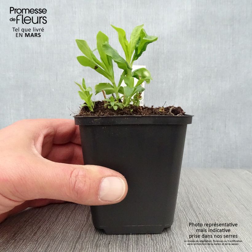 Spécimen de Phlox paniculata Tiara Godet de 8/9 cm tel que livré au printemps