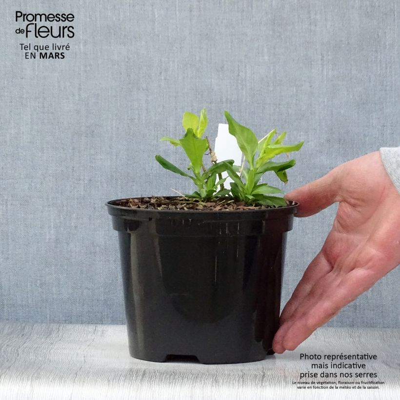 Spécimen de Phlox paniculata Tiara Pot de 2L/3L tel que livré au printemps