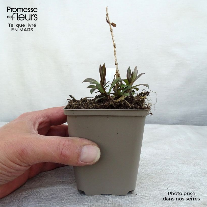 Spécimen de Phlox paniculata Uspech Godet de 8/9 cm tel que livré au printemps