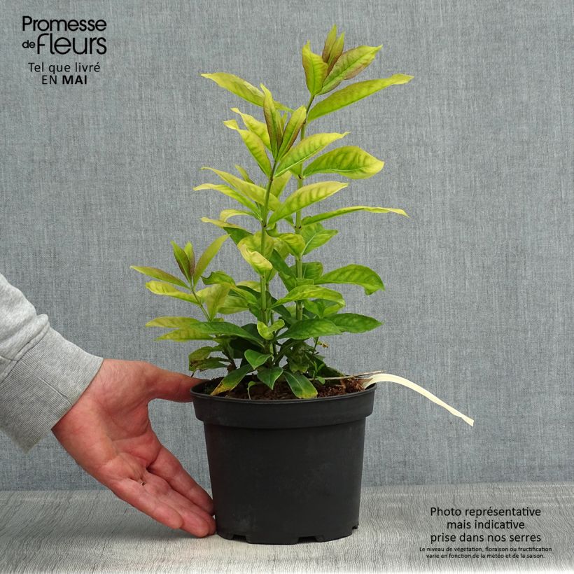 Spécimen de Phlox paniculata Uspech Pot de 2L/3L tel que livré au printemps