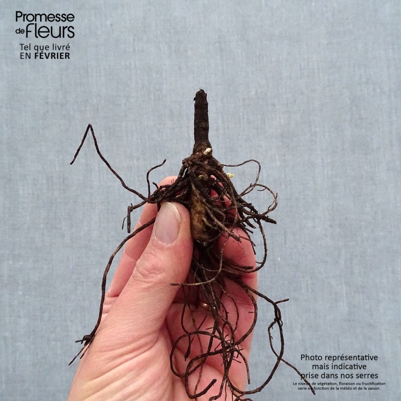 Spécimen de Phlox paniculata Younique Old Blue Racines nues, Qualité premium tel que livré en hiver