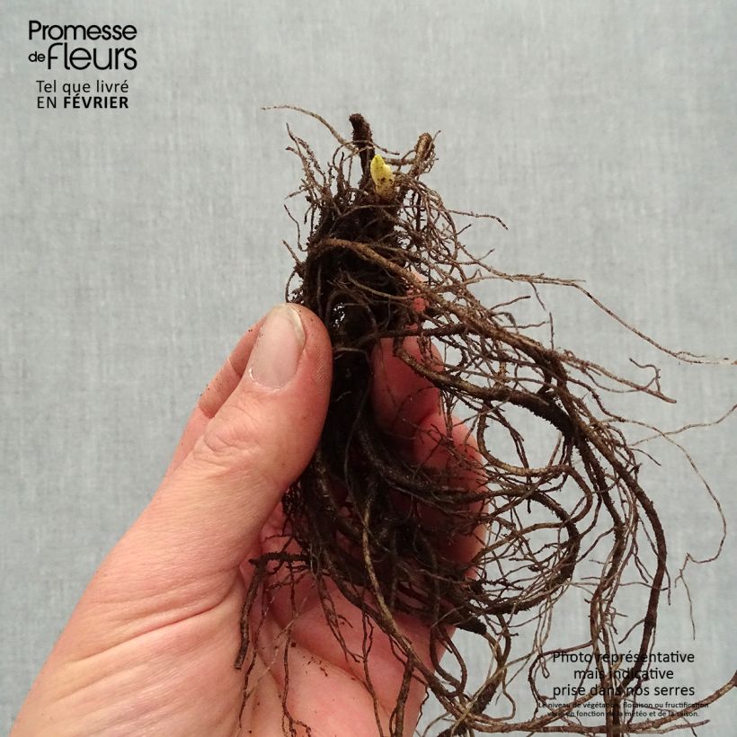 Spécimen de Phlox paniculata Younique Old Purple Racines nues, Qualité premium tel que livré en hiver