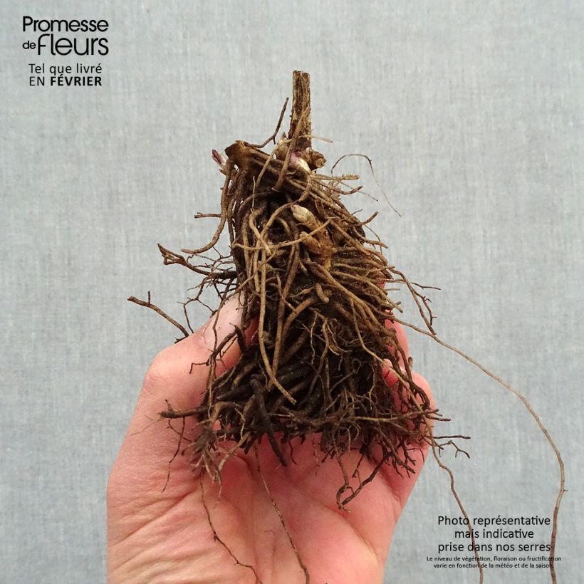 Spécimen de Phlox paniculata Younique Red Racines nues, Qualité premium tel que livré en hiver