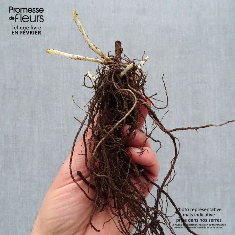 Spécimen de Phlox paniculata Younique Trendy Racines nues, Qualité premium tel que livré en hiver