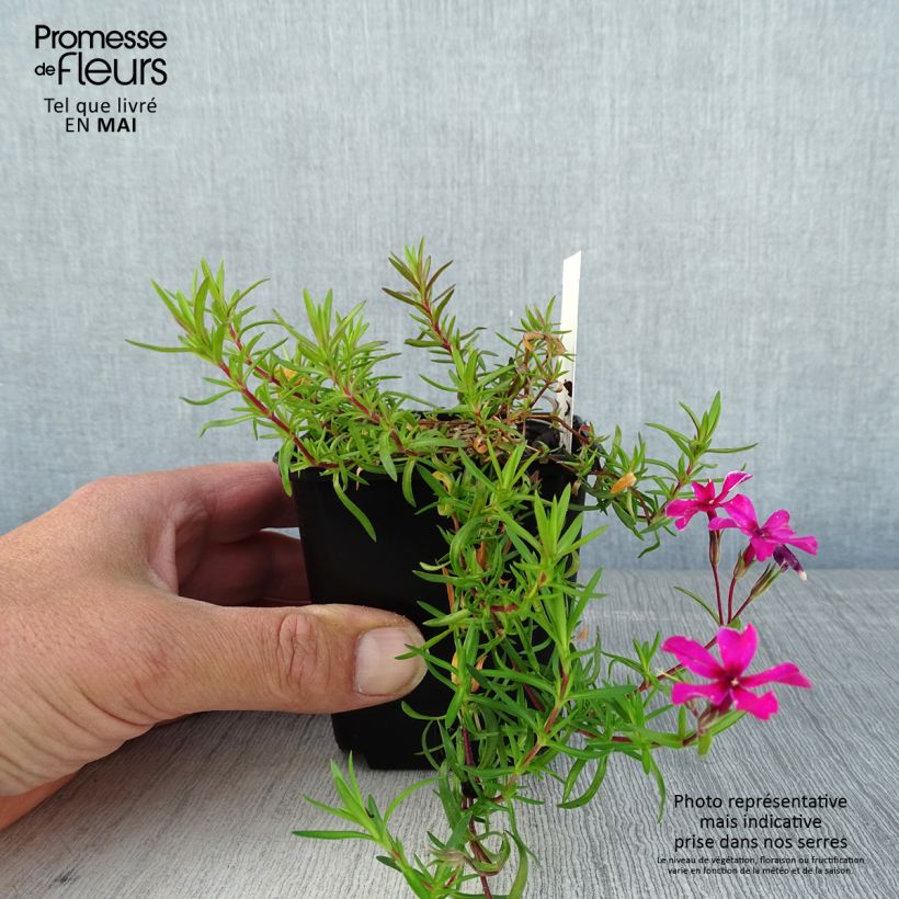 Example of Phlox subulata Atropurpurea - Phlox mousse Godet de 8/9 cm as you get in printemps