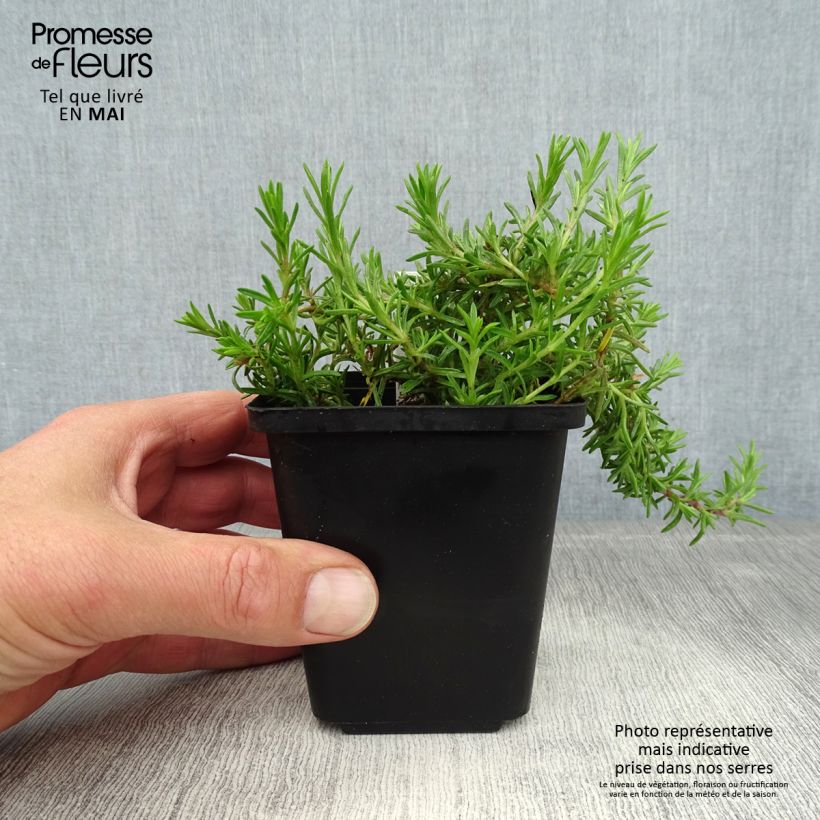 Spécimen de Phlox subulata McDaniel's Cushion - Phlox mousse Godet de 8/9 cm tel que livré au printemps