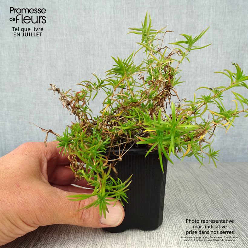 Spécimen de Phlox subulata Purple Beauty Godet de 8/9 cm tel que livré en été