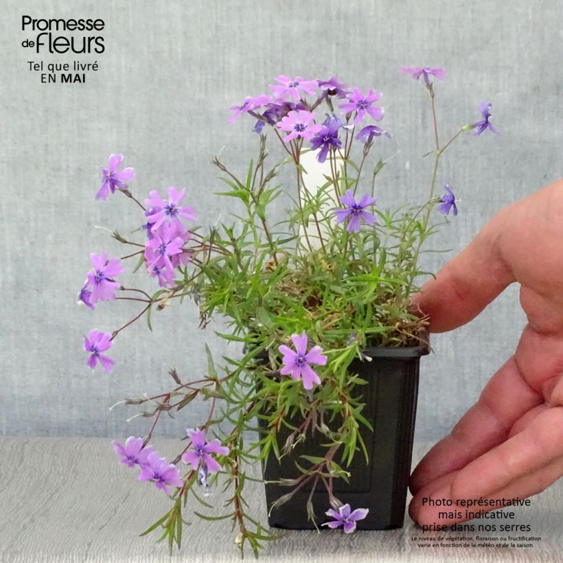 Spécimen de Phlox subulata Purple Beauty Godet de 8/9 cm tel que livré au printemps