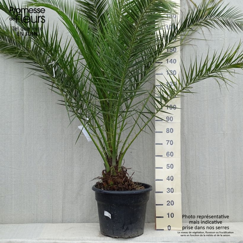 Example of Phoenix canariensis - Palmier dattier des Canaries Pot de 30L/35L, Stipe 20/30 cm as you get in printemps