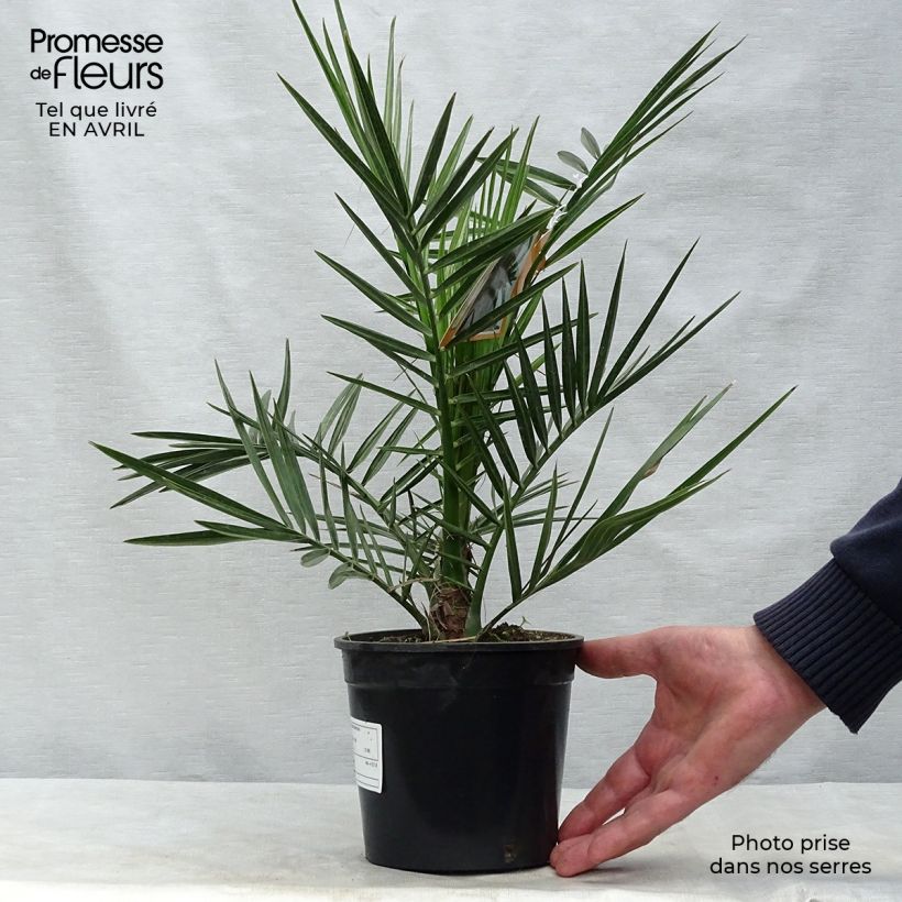 Example of Phoenix canariensis - Palmier dattier des Canaries Pot de 1L/1,5L as you get in printemps
