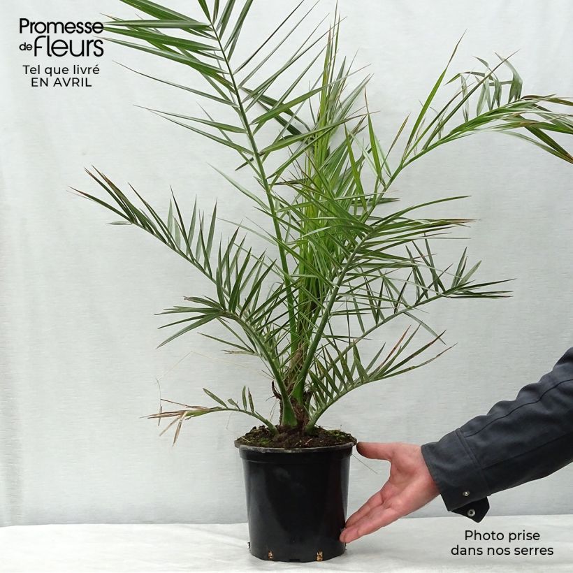Example of Phoenix canariensis - Palmier dattier des Canaries Pot de 3L/4L as you get in printemps