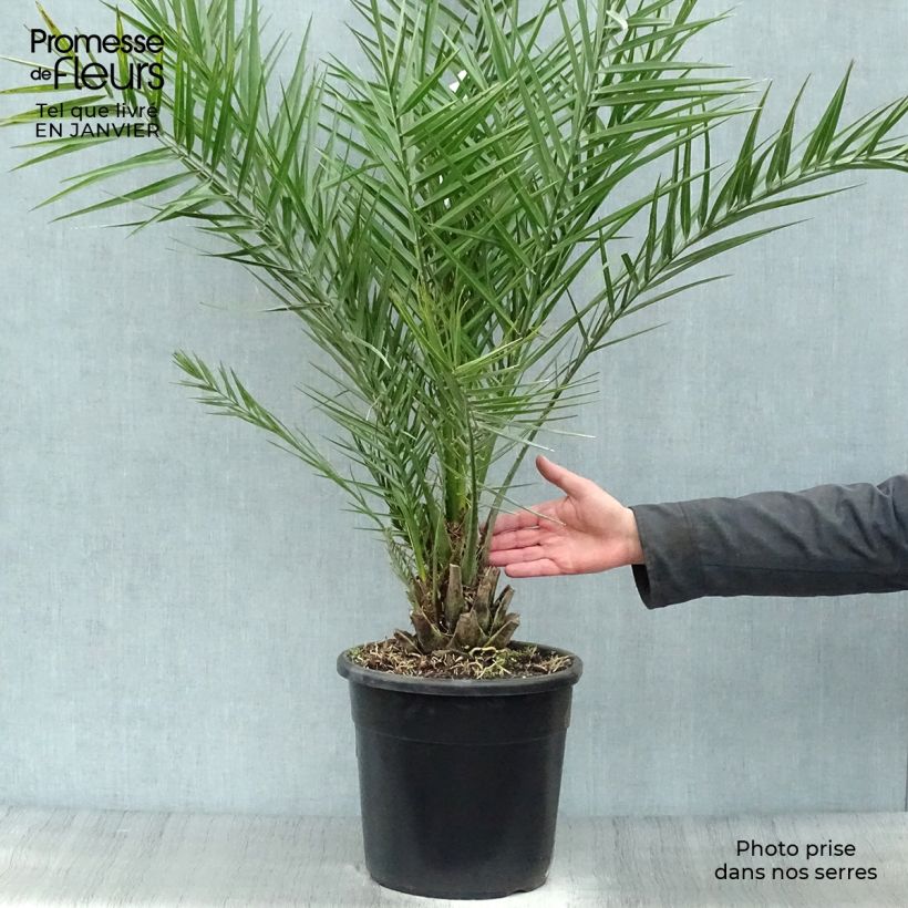 Spécimen de Phoenix dactylifera - Palmier-dattier Pot de 7,5L/10L tel que livré en hiver