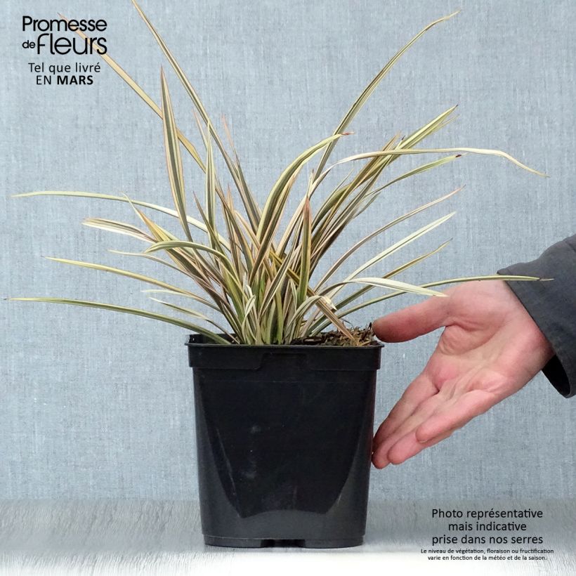 Spécimen de Phormium Alison Blackman - Lin de Nouvelle-Zélande Pot de 3L/4L tel que livré au printemps
