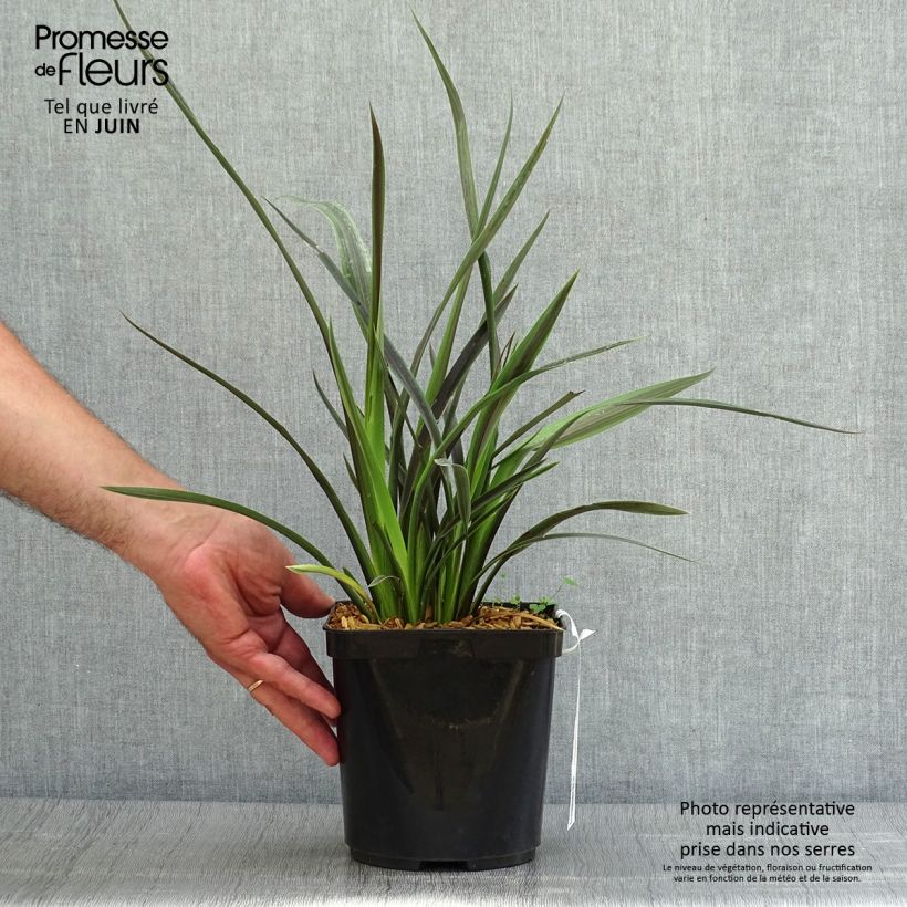 Spécimen de Phormium Chocomint - Lin de Nouvelle-Zélande  Pot de 3L/4L tel que livré en été