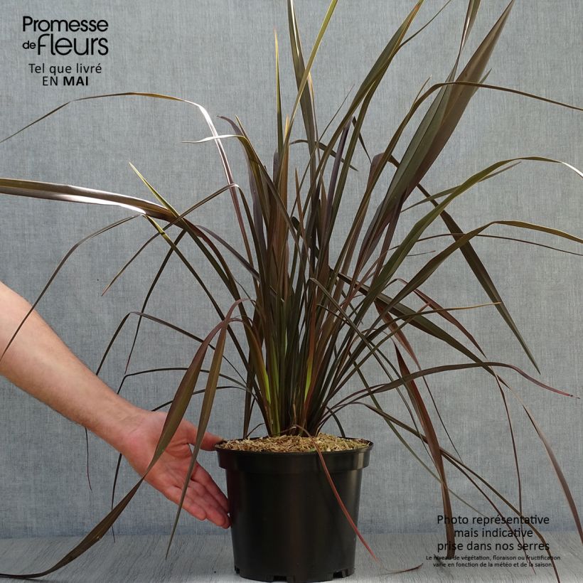 Example of Phormium Dark Delight - Lin de Nouvelle-Zélande Pot de 4L/5L as you get in printemps