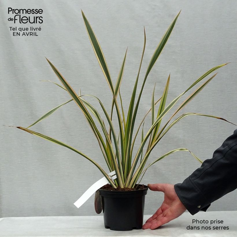 Example of Phormium Golden Ray - Lin de Nouvelle-Zélande Pot de 2L/3L as you get in printemps