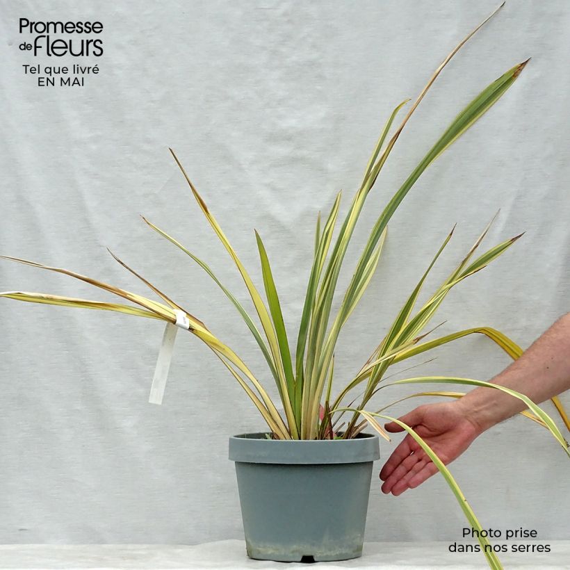 Example of Phormium Golden Ray - Lin de Nouvelle-Zélande Pot de 7,5L/10L as you get in printemps