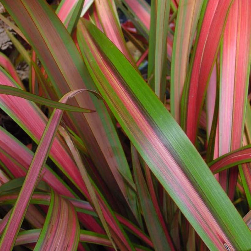 Phormium Jester - Lin de Nouvelle-Zélande (Foliage)