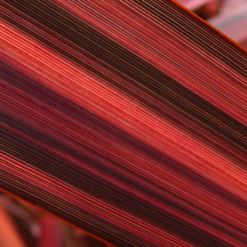 Phormium Margaret Jones - Lin de Nouvelle-Zélande (Foliage)