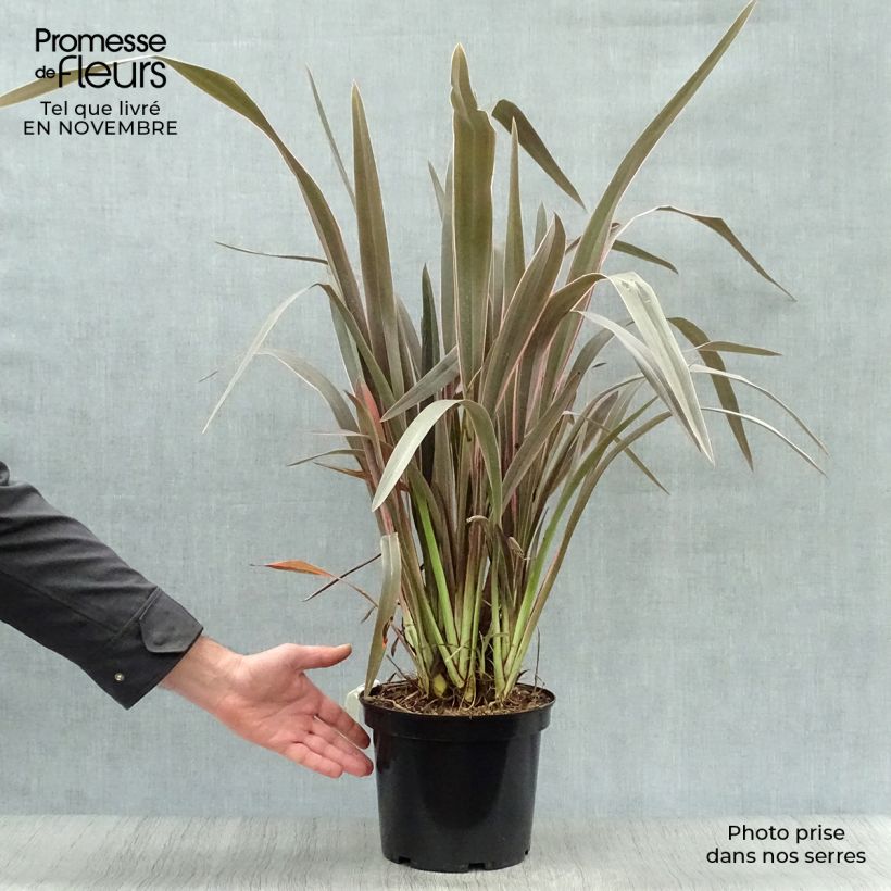 Spécimen de Phormium  Pink Stripe - Lin de Nouvelle-Zélande  Pot de 3L/4L tel que livré en automne
