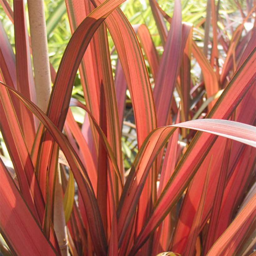 Phormium Rainbow Maiden - Lin de Nouvelle-Zélande (Foliage)