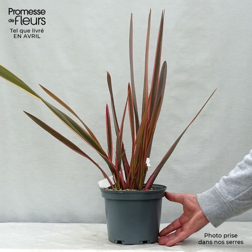 Example of Phormium Rainbow Queen - Lin de Nouvelle-Zélande Pot de 2L/3L as you get in printemps