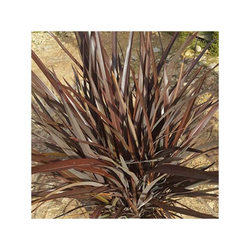 Phormium Special Red - Lin de Nouvelle-Zélande (Foliage)