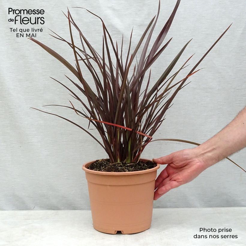 Example of Phormium Special Red - Lin de Nouvelle-Zélande Pot de 4L/5L as you get in printemps