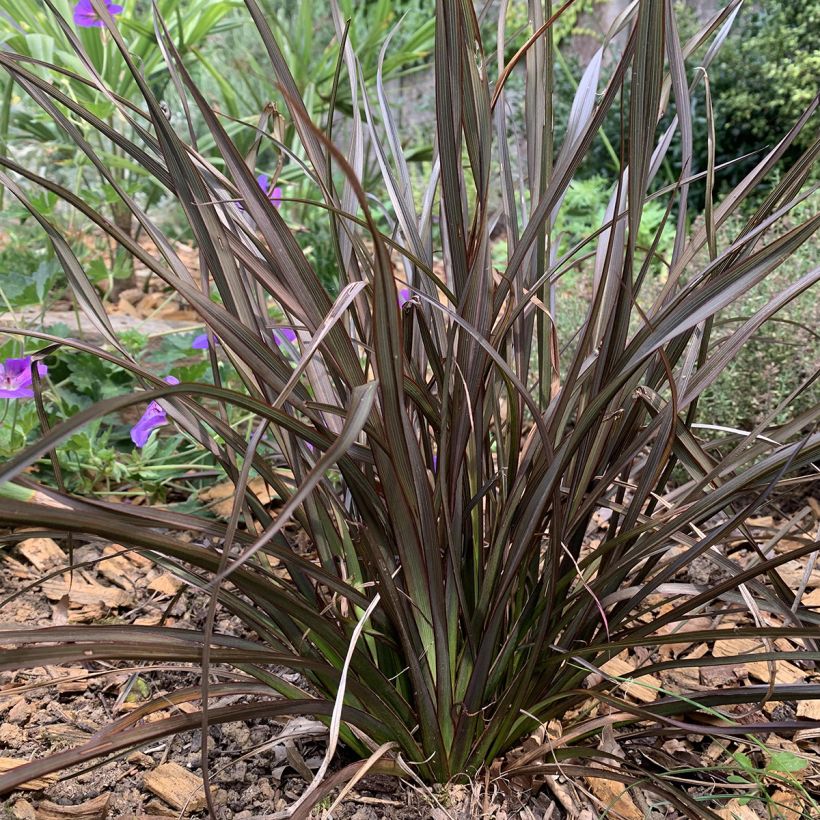 Phormium Special Red - Lin de Nouvelle-Zélande (Port)
