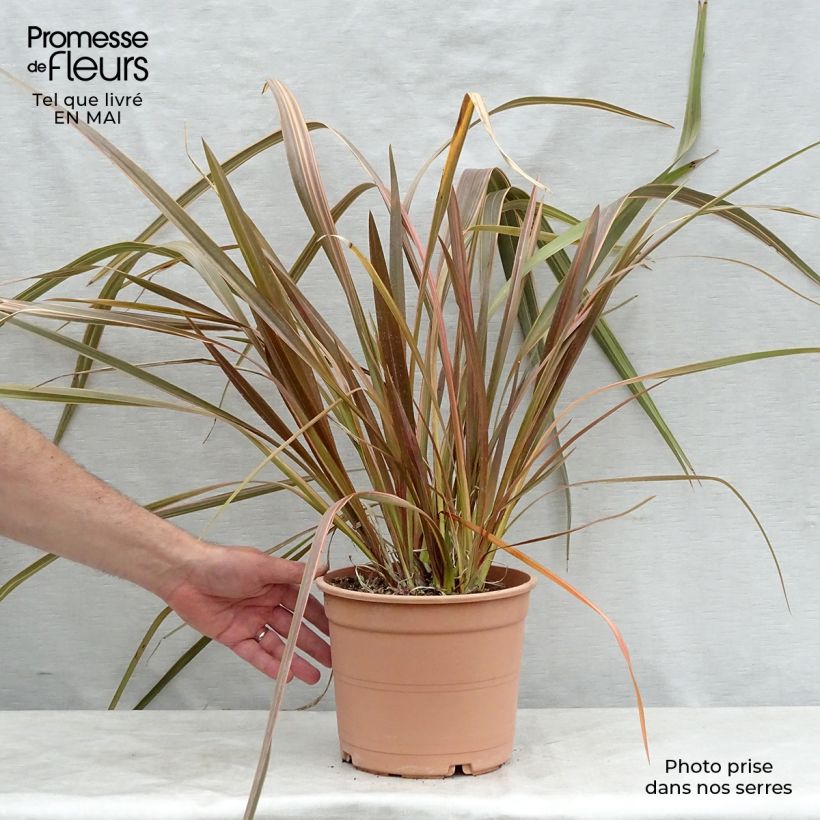 Example of Phormium Sundowner - Lin de Nouvelle-Zélande Pot de 4L/5L as you get in printemps