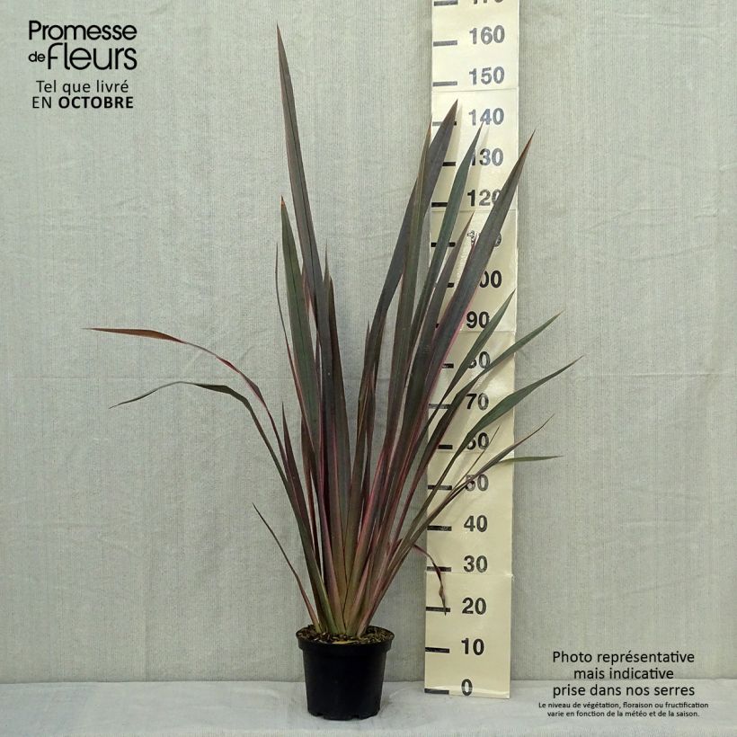Spécimen de Phormium Sundowner - Lin de Nouvelle-Zélande Pot de 4L/5L tel que livré en automne