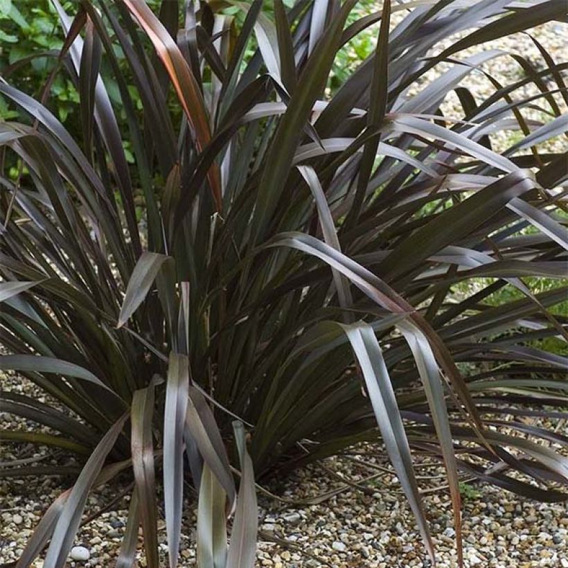 Phormium cookianum Black adder - Lin des Montagnes. (Plant habit)