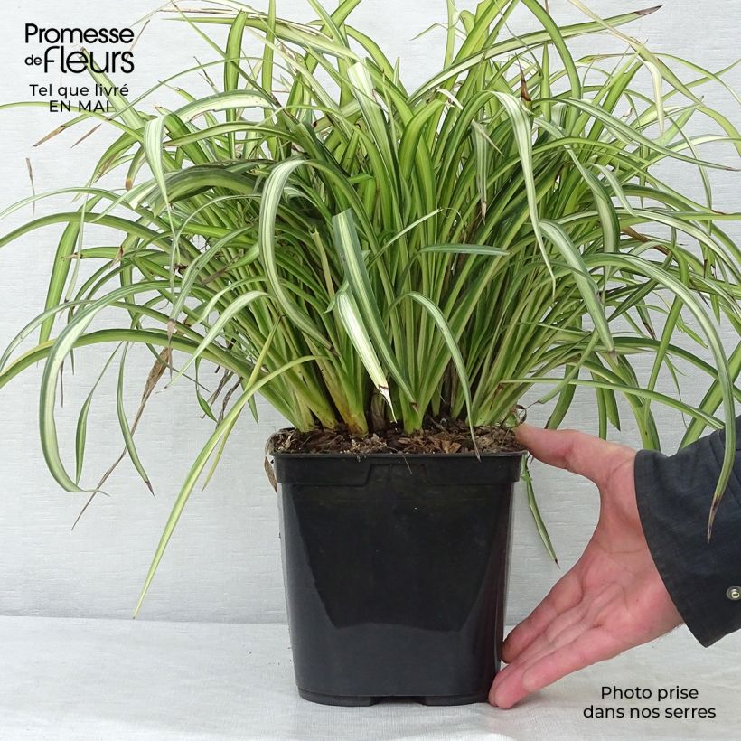 Example of Phormium cookianum Blondie - Lin de Nouvelle-Zélande Pot de 4L/5L as you get in printemps