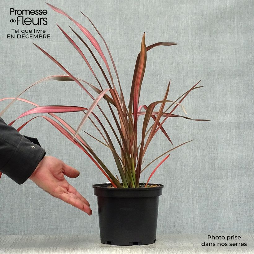 Spécimen de Phormium tenax Evening Glow - Lin de Nouvelle-Zélande Pot de 2L/3L tel que livré en hiver