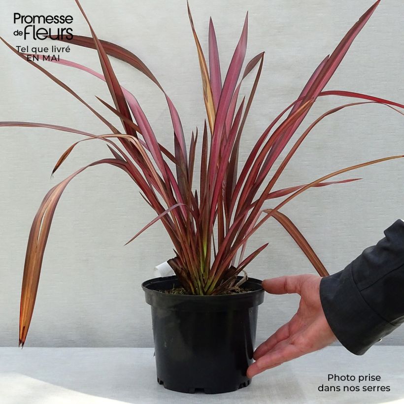Spécimen de Phormium tenax Evening Glow - Lin de Nouvelle-Zélande Pot de 4L/5L tel que livré au printemps