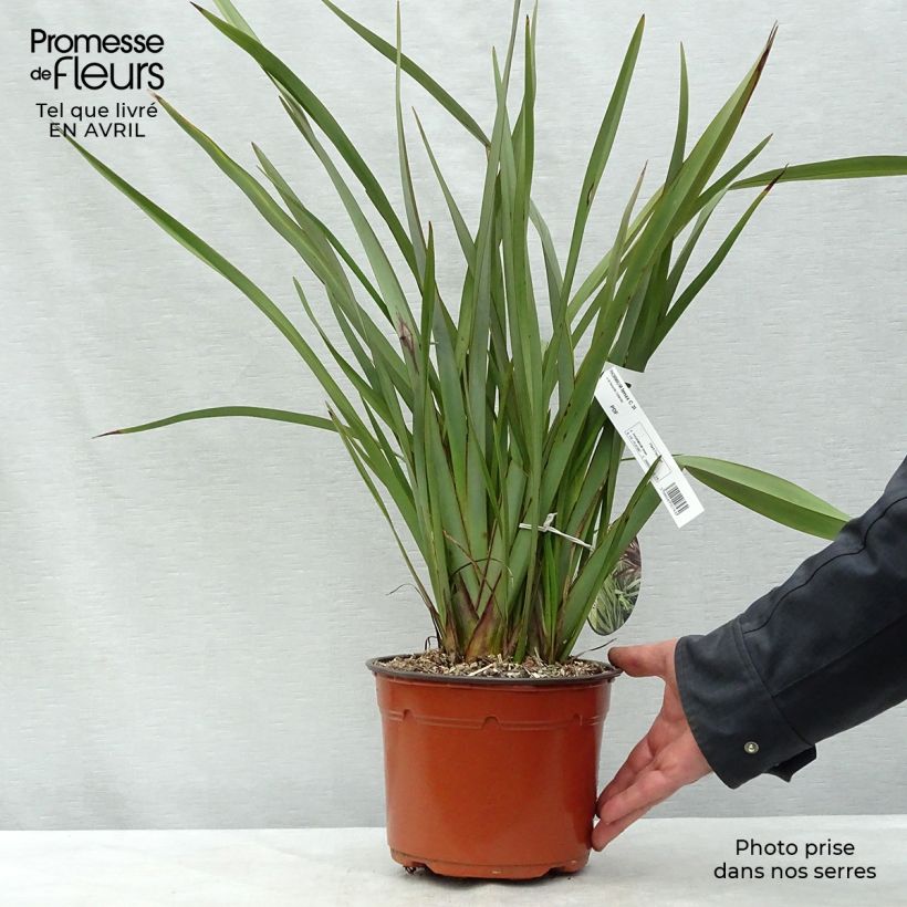 Example of Phormium tenax - Lin de Nouvelle-Zélande Pot de 2L/3L as you get in printemps