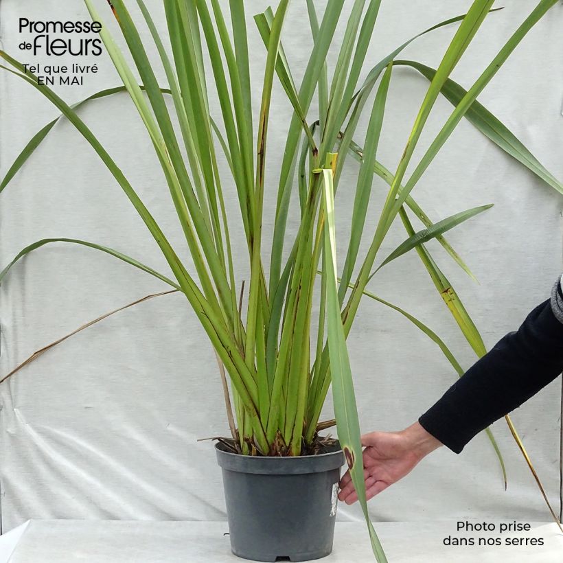 Example of Phormium tenax - Lin de Nouvelle-Zélande Pot de 7,5L/10L as you get in printemps