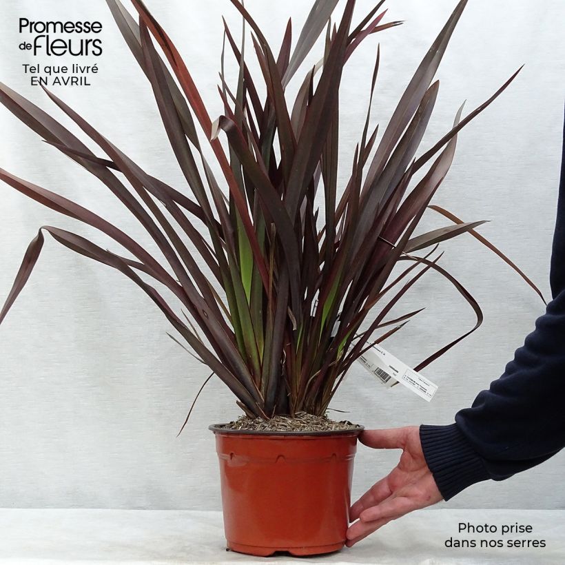 Example of Phormium tenax Purpureum - Lin de Nouvelle-Zélande Pot de 2L/3L as you get in printemps
