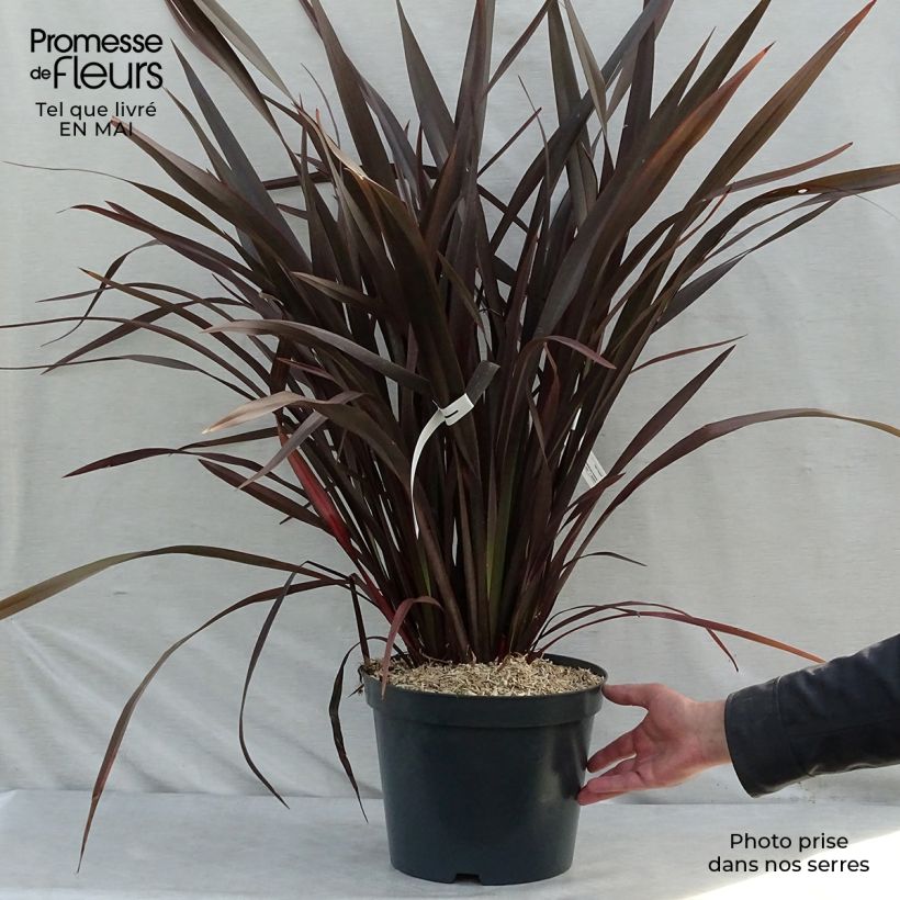 Example of Phormium tenax Purpureum - Lin de Nouvelle-Zélande Pot de 7,5L/10L as you get in printemps