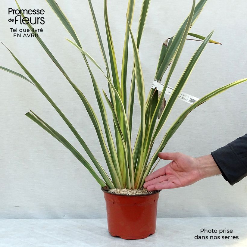Spécimen de Phormium tenax Variegatum - Lin de Nouvelle-Zélande Pot de 2L/3L tel que livré au printemps